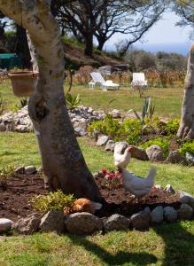 里卡迪Al Passo di Thalia的两只鸡站在花园的树下