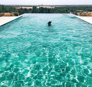 塞萨利内斯图洛乡村庄园酒店的狗在游泳池游泳