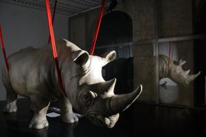 罗马Rhinoceros的红皮带上 ⁇ 牛的雕像