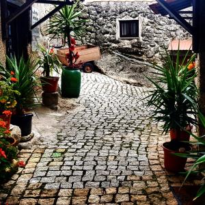 贝尔蒙特Branca Gonçalves Belmonte的庭院中种有盆栽植物的石头人行道