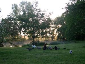 Ligné查龙低地勒弗尔阿旁法式乡村别墅的一群鸟坐在草地上