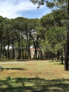 阿格德Oh! Campings - La Tamarissière Agde的草丛中树木和长凳的公园