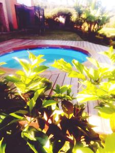 塔那那利佛SAHA NOFY Ambohimalaza Guest的游泳池前面有植物