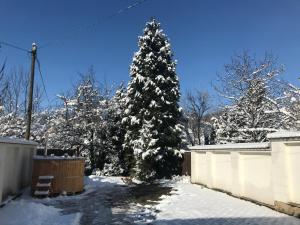 埃格尔金园旅馆的雪覆盖在院子里的圣诞树