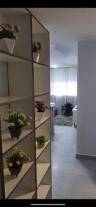 戈亚尼亚Apartamento confortável的一间有架子的房间,上面有盆栽植物