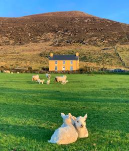 瓦特维尔Hidden Hills Waterville的两只羊躺在草地上