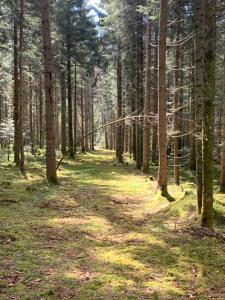 黑林山区圣格奥尔根Tarahaus的林中树木和草地的路径
