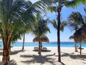 棕榈滩Brisas Studio Apartments的海滩上一棵棕榈树和大海