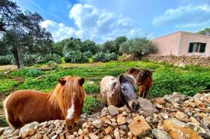 坎波斯Finca Agroturismo Sa Cova den Borino的三匹马站在一堆岩石旁边