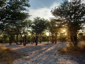 Chiro PanMankwe Camping的一片树木,阳光照耀着它们