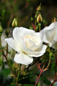 San Biagio della CimaLe Rose的白色的玫瑰,上面有水滴