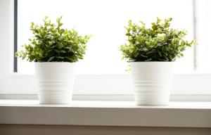 奥本McCaig's Way的两株白花瓶中的植物坐在窗台上