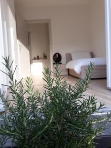 MattarelloAppartment Lodged Mamma Maria的客厅里种有绿色植物,配有床