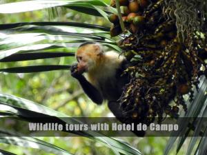 Caño NegroHotel de Campo Caño Negro的猴子在树上吃一大堆水果