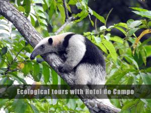Caño NegroHotel de Campo Caño Negro的一只熊猫坐在树枝上