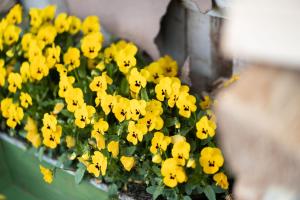 布里隆Ferienhof Homann Sauerland的盆里一束黄色的花