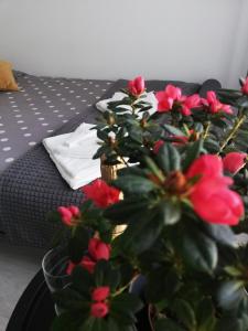 布加勒斯特Marlen’s Apartment的坐在床边桌子上的盆栽植物