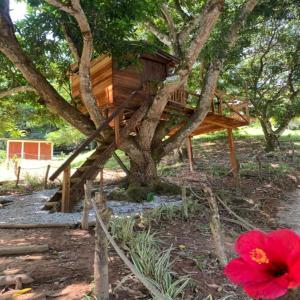 马里基塔Eco-Glamping Shalom的红花树中的树屋