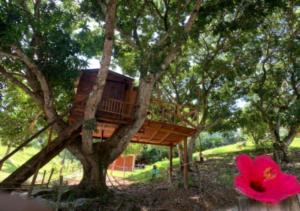 马里基塔Eco-Glamping Shalom的树上一棵树上的树屋,花粉红色