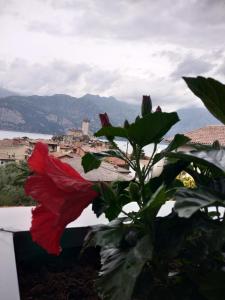 马尔切西内Blue Sky Garda - Zaffiro的市景阳台的红花