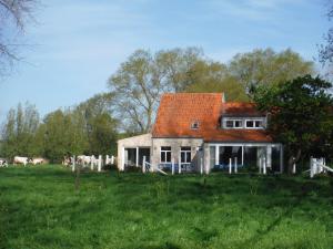 达默Hof ter Langeleye Planke的田野上以牛为背景的房子