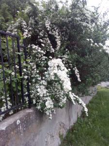 ZmajevacŠumska idila Rakovac的 ⁇ 上白色的花丛