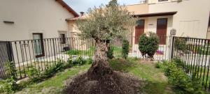拉奎拉San Marciano Luxury Rooms的 ⁇ 前的院子中的一棵树