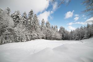 阿贝托内阿贝托内皮拉米迪度假酒店的积雪覆盖的森林,树木覆盖在雪中