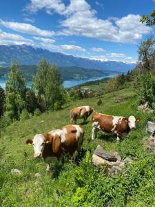 米尔施塔特Reinwalds Almhütte的三头牛站在有湖泊的草山上