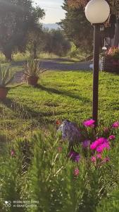 格罗塞托Casa vacanze Grancia的鸟站在草上,靠近一些花
