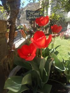 布罗托加布里酒店的花园里的一束红色的鲜花