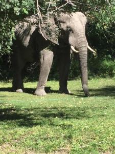 KongolaLianshulu Lodge的站在草地上的大象