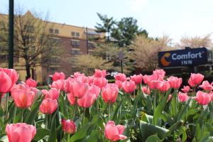 费尔法克斯大学中心康福特茵酒店的一块红郁金香在标志前方
