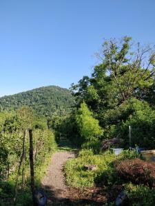 拉戈代希Jibghashvilebi's house的一条土路,有树木,有山,背景