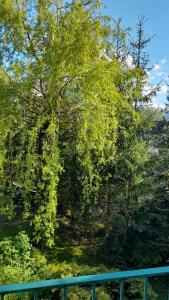 扎科帕内Wiesia2的树上树叶,围栏旁