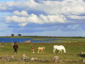 KõrkvereTika Farmstay的一群马在田野里放牧