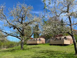 万根伊姆阿尔戈伊IGLUCAMPING Allgäu-Bodensee的两棵树,花白色,田野上有建筑物