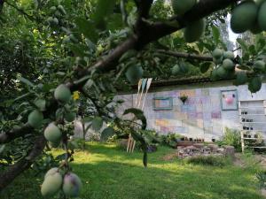 大毛罗什Country home @ the Danube Bend的大楼前的苹果树