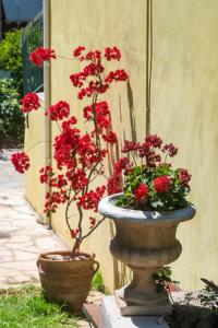 奈德里Spiros Sea View的石头花瓶,上面有红色的花