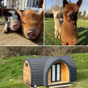 锡廷伯恩The Piggery Pod的三个不同的猪照片和一个狗屋