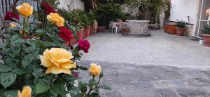 阿杰罗拉Al Chiaro di Luna的院子里的一条有黄色和红色花的走道