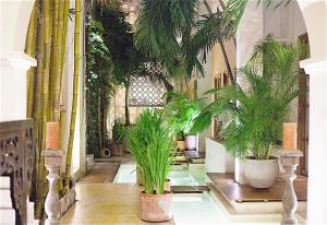 卡塔赫纳Hotel Casa Lola Deluxe Gallery的楼内带有盆栽的走廊
