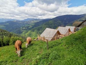 LjubnoFarmstay&Glamping Visočnik的一群牛在草地上放牧