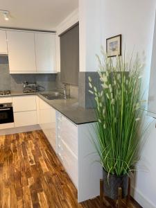 爱丁堡Causewayside的厨房配有白色橱柜和盆栽植物