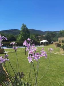 阿雷佐Alba Morus Bed e Breakfast sentiti a casa nel cuore della Toscana的一块带凉亭的田野上的紫色花