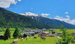 上盖斯特尔恩Chalet Breithorn- Perfect for Holiday with Amazing View!的一群马在山地放牧