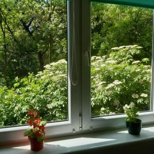 蒂黑Global Trip Apartament的两盆植物坐在窗台上