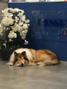 奥尔比亚L'Essenza Hotel的一只狗躺在蓝色墙边的地板上