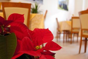 斯坎诺安吉拉住宿加早餐旅馆的花瓶里的红花
