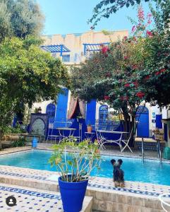 非斯让克洛德摩洛哥传统庭院住宅的一只狗站在游泳池的水中